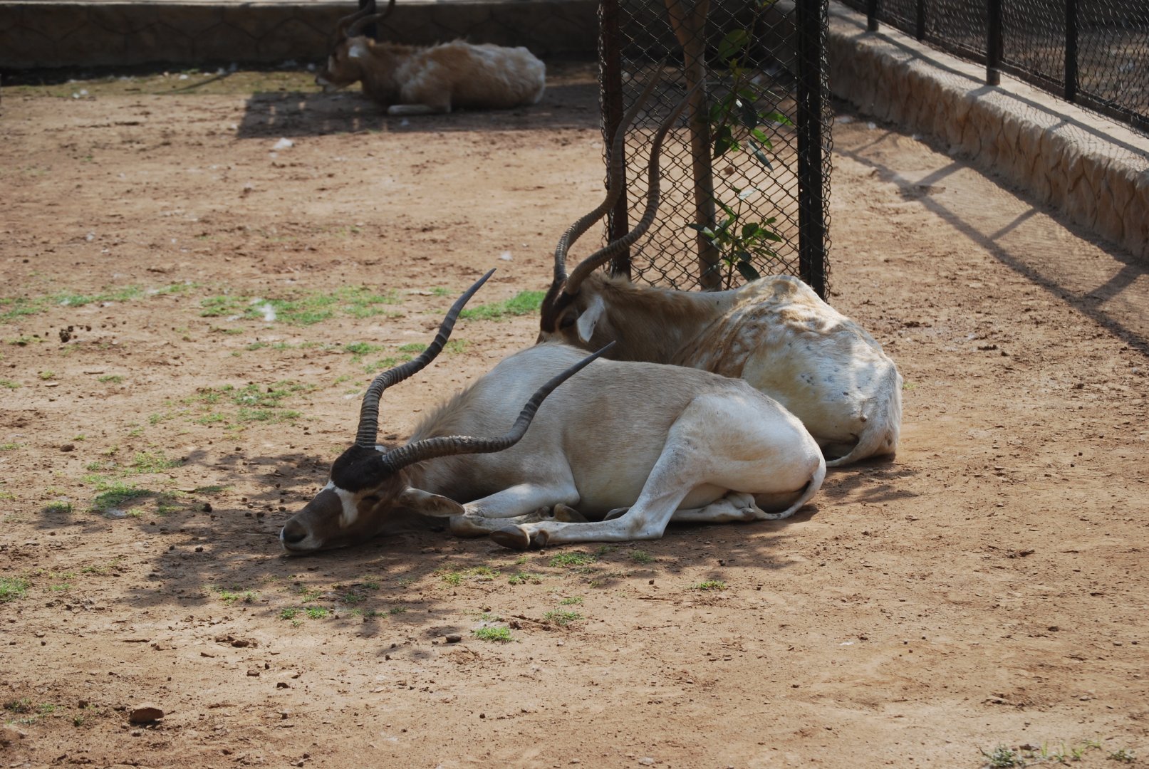 Addax -  Lahore zoo 26/4/2025
