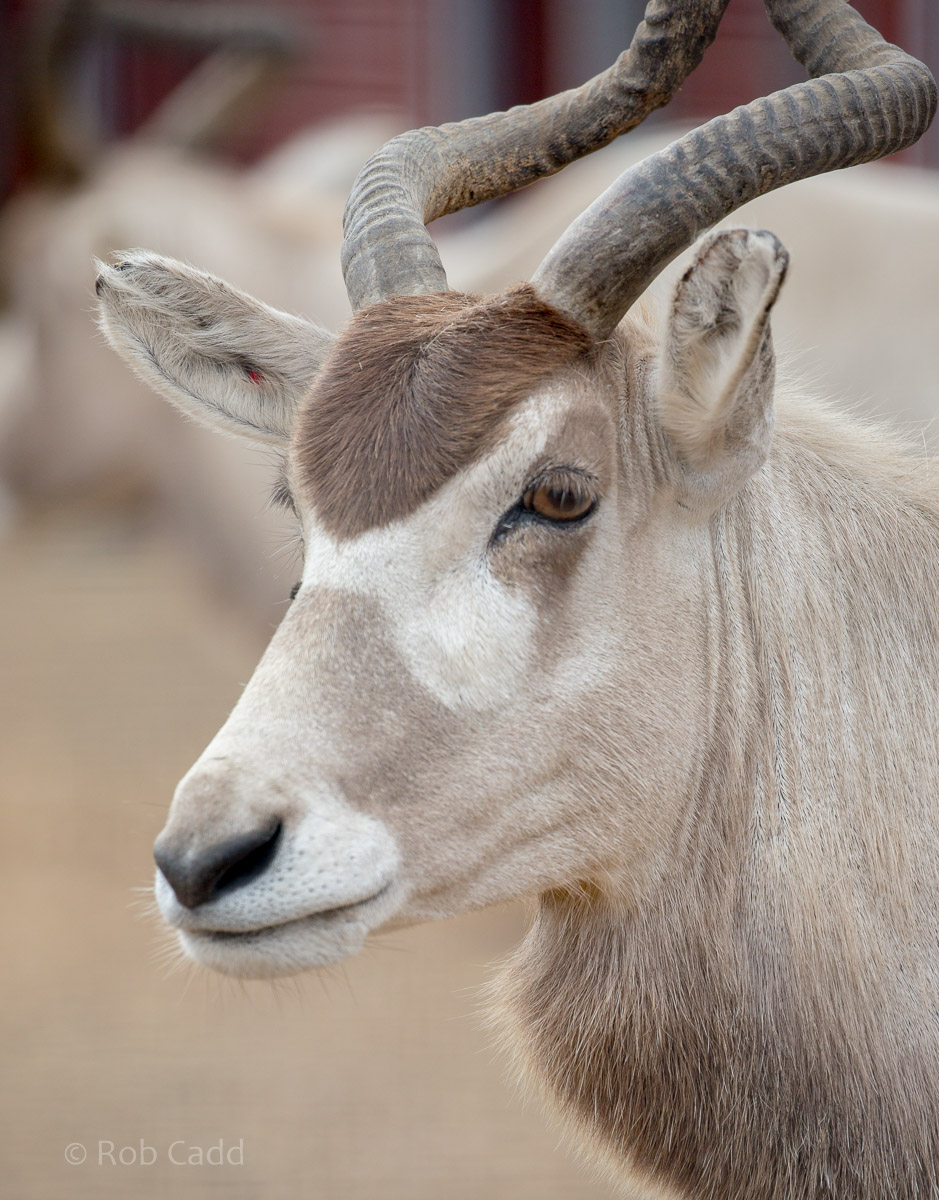 Addax : Marwell : 29 Jul 2016