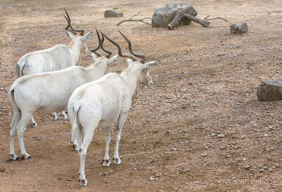 Addax : Marwell : 29 Jul 2016