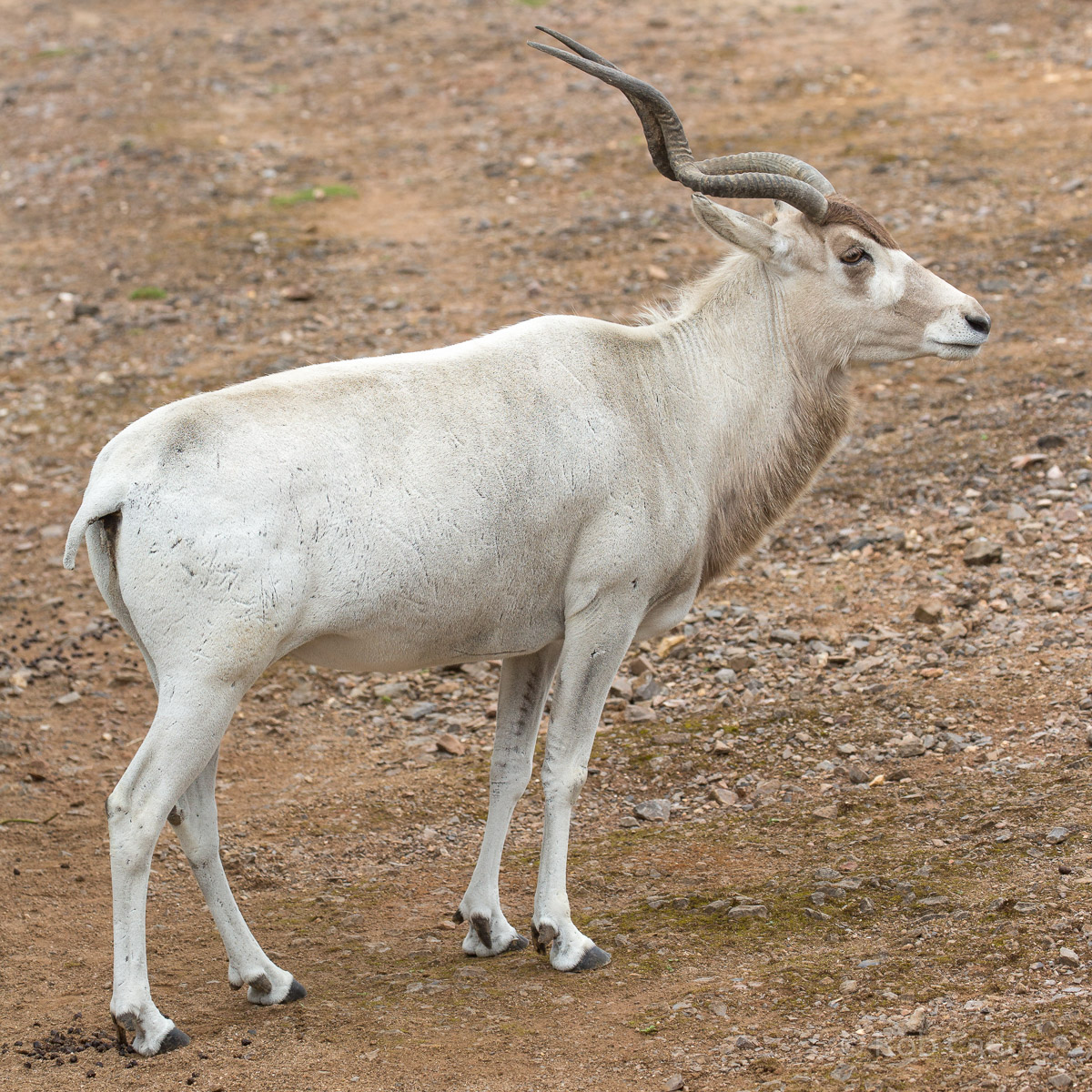 Addax : Marwell : 29 Jul 2016
