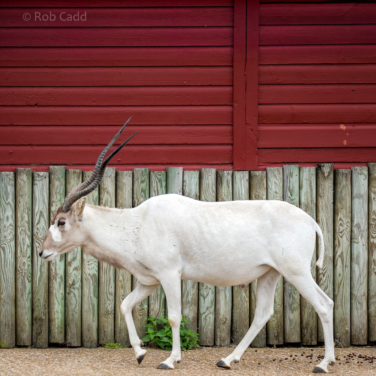 Addax : Marwell : 29 Jul 2016