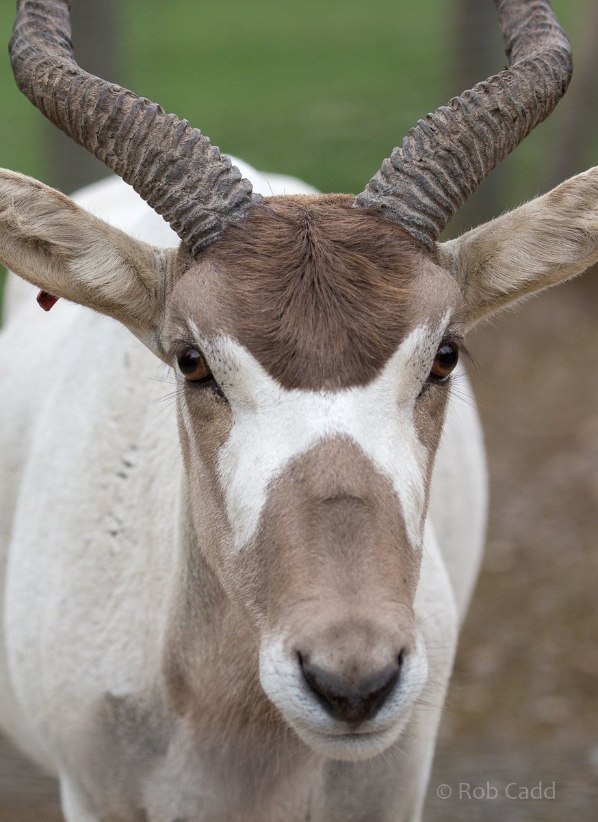 Addax : Marwell : 29 Jul 2016