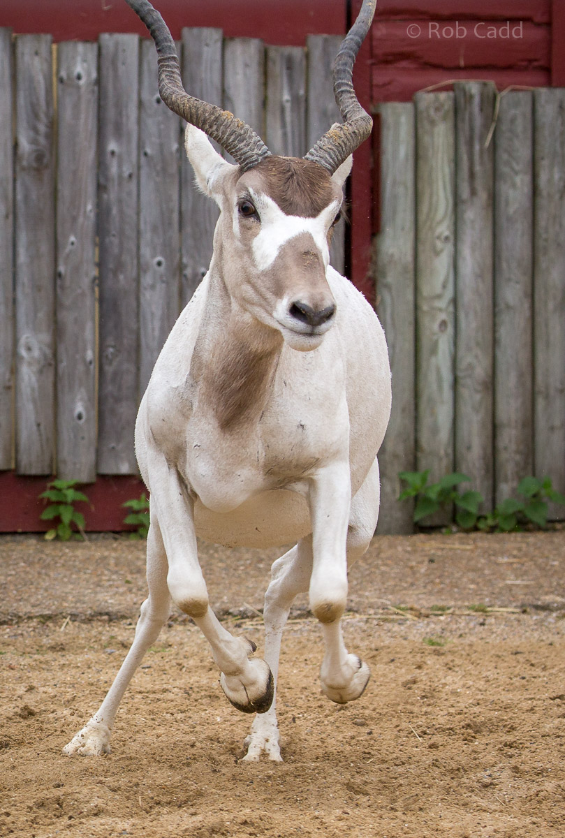 Addax : Marwell : 29 Jul 2016