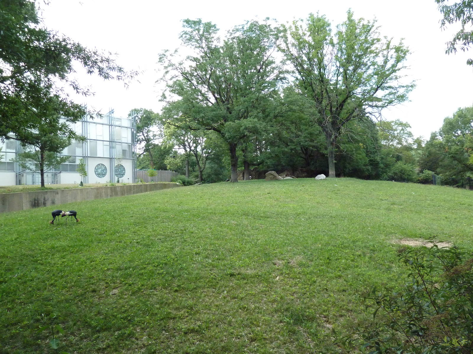 Addax/Mhorr Gazelle/African Crowned Crane/Saddle-Billed Stork Exhibit