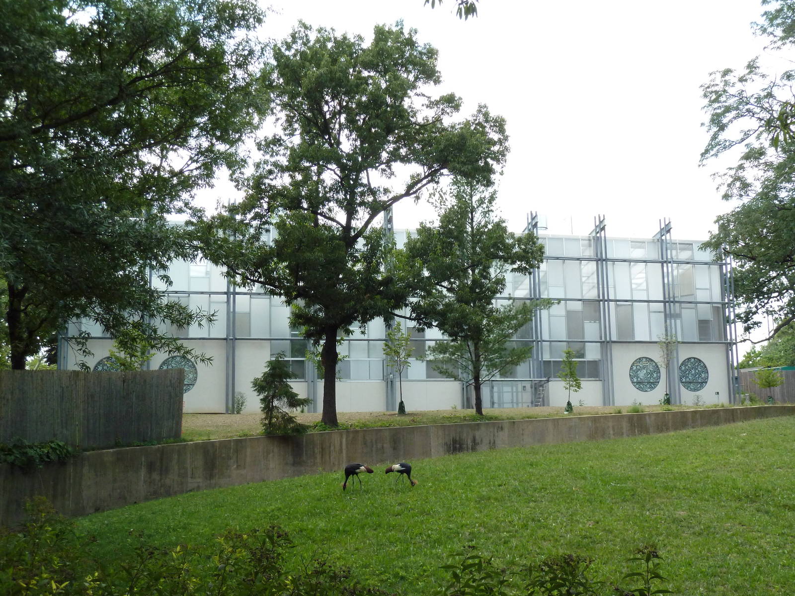 Addax/Mhorr Gazelle/African Crowned Crane/Saddle-Billed Stork Exhibit