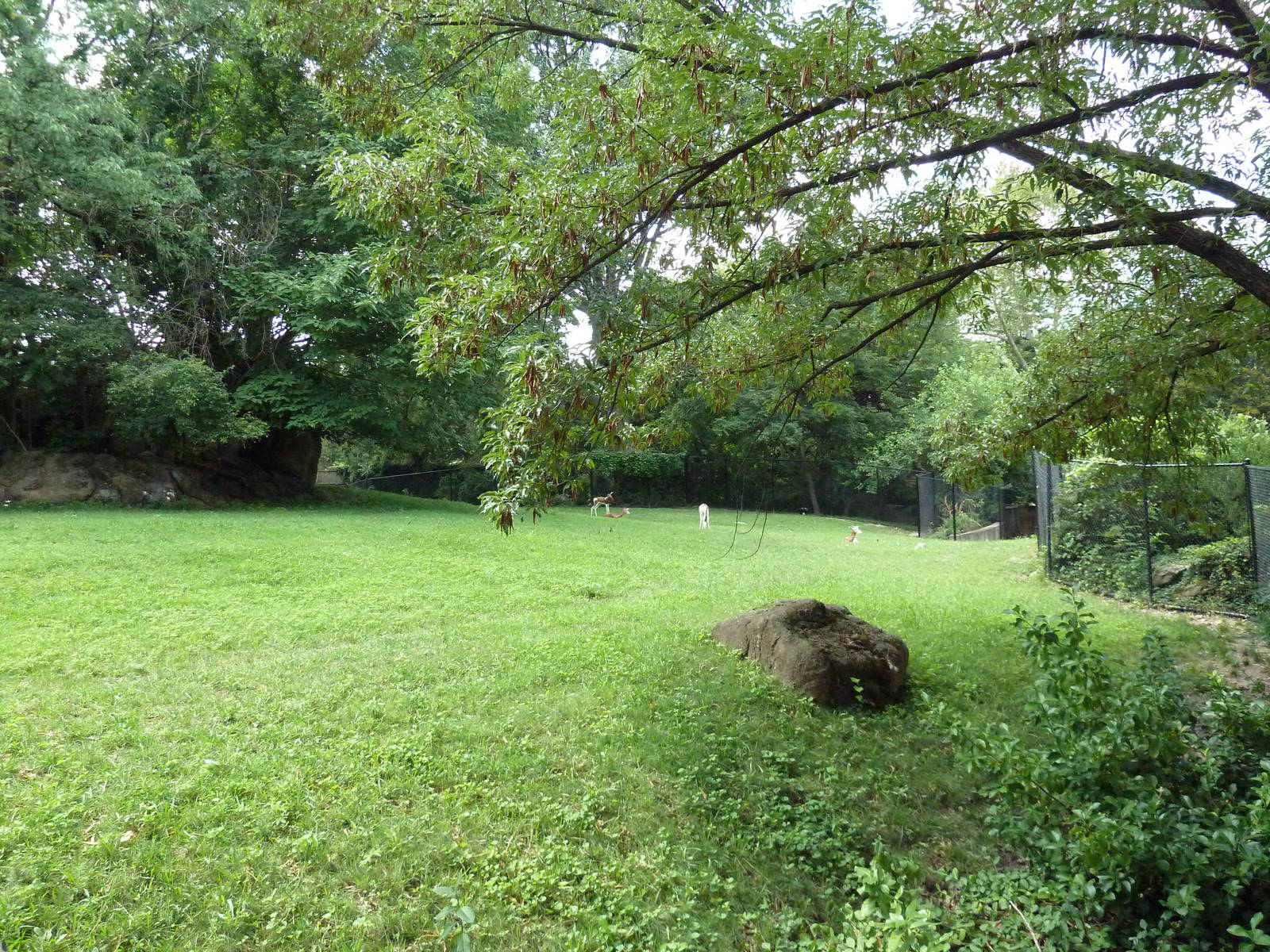 Addax/Mhorr Gazelle/African Crowned Crane/Saddle-Billed Stork Exhibit