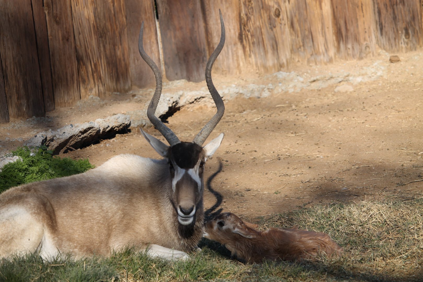 Addax mother and calf