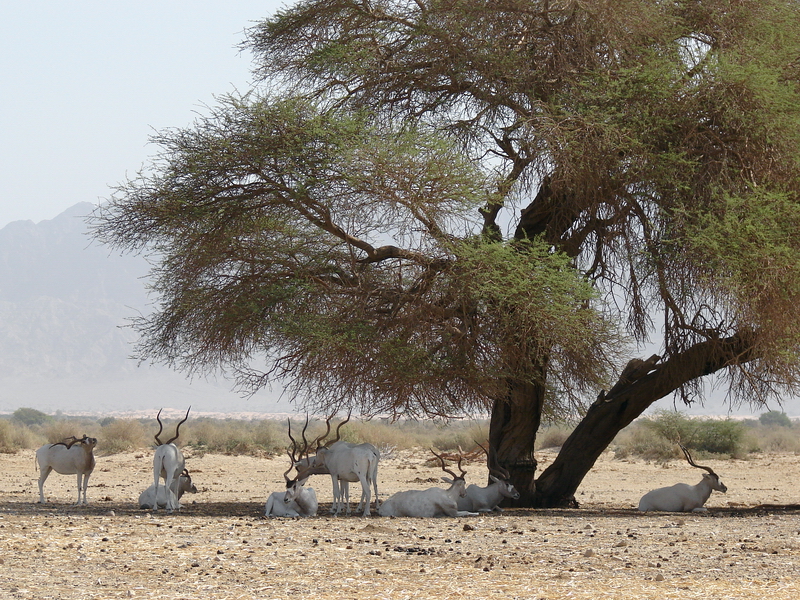 Addax nasomaculatus / Addax