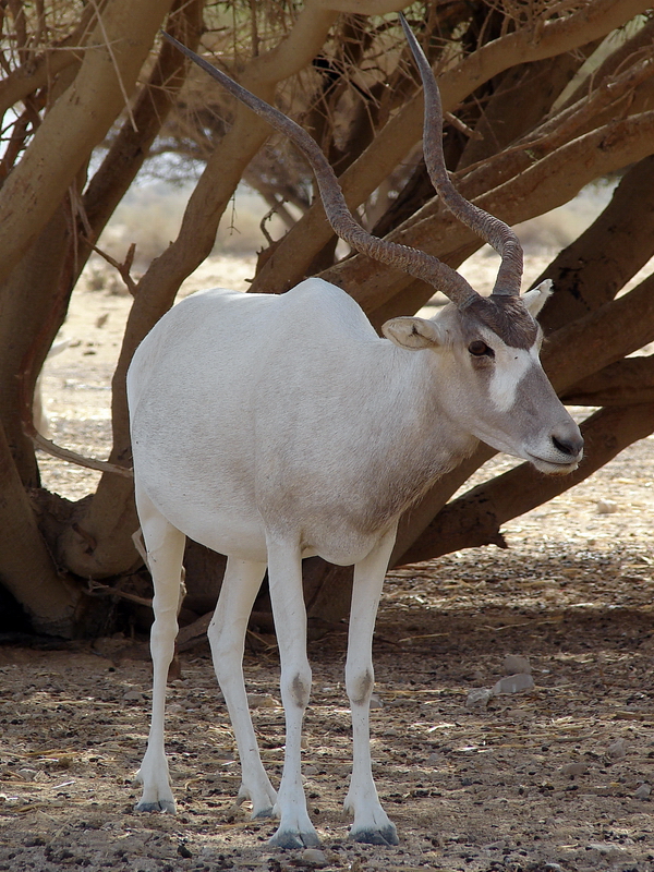 Addax nasomaculatus / Addax