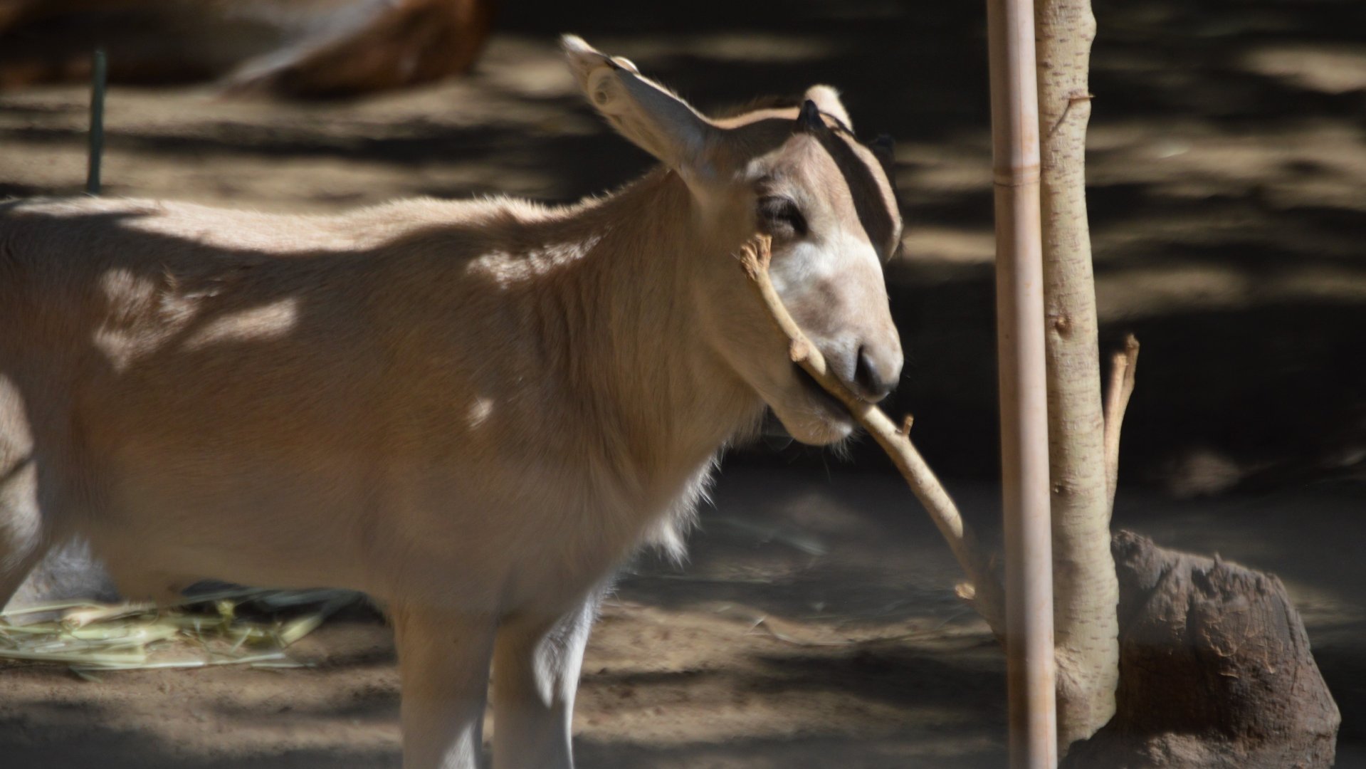 Addax nasomaculatus calf