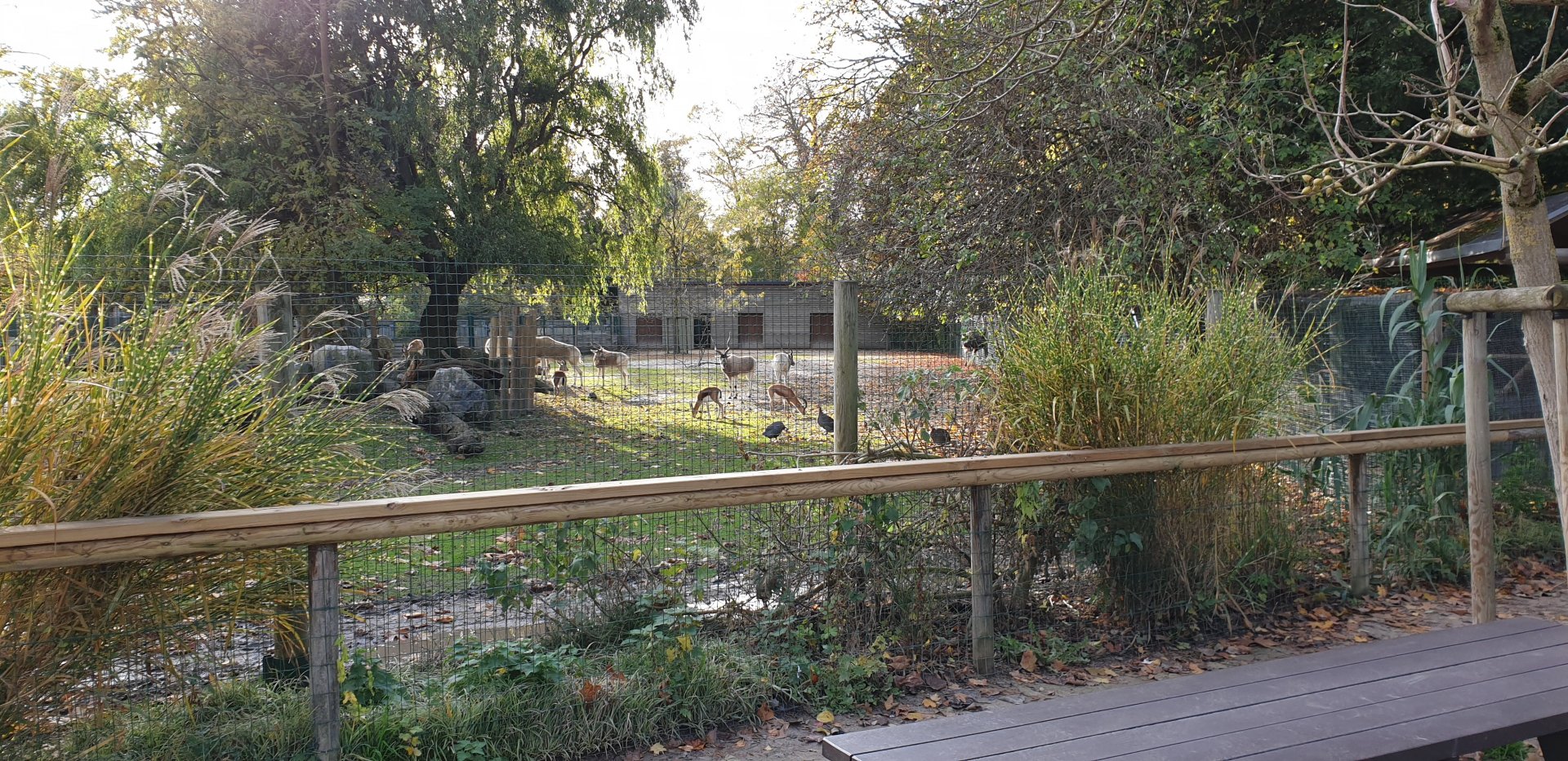 Addax - Ostrich - Dorcas gazelle enclosure