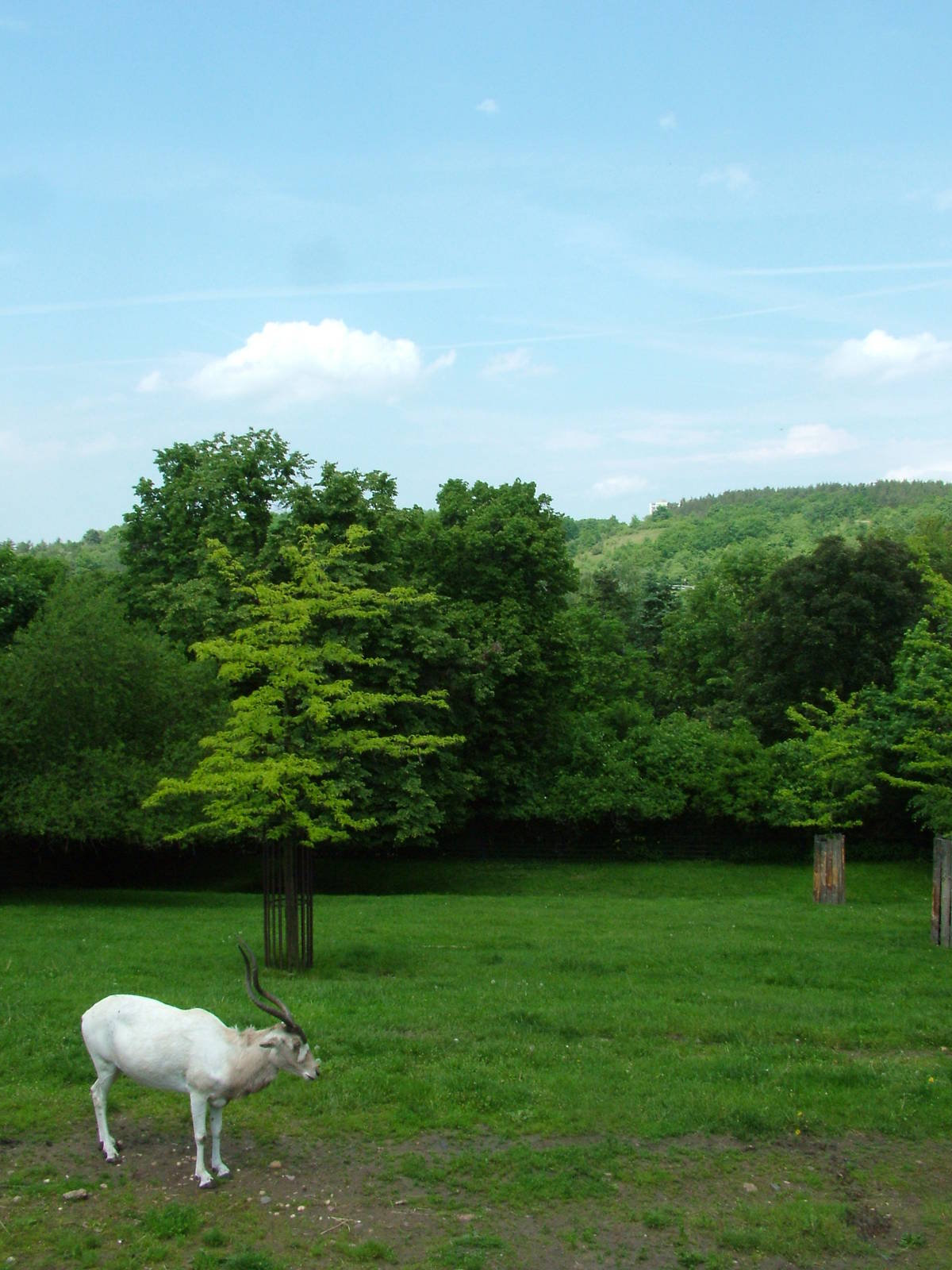 Addax paddock at Prague, 24/05/10