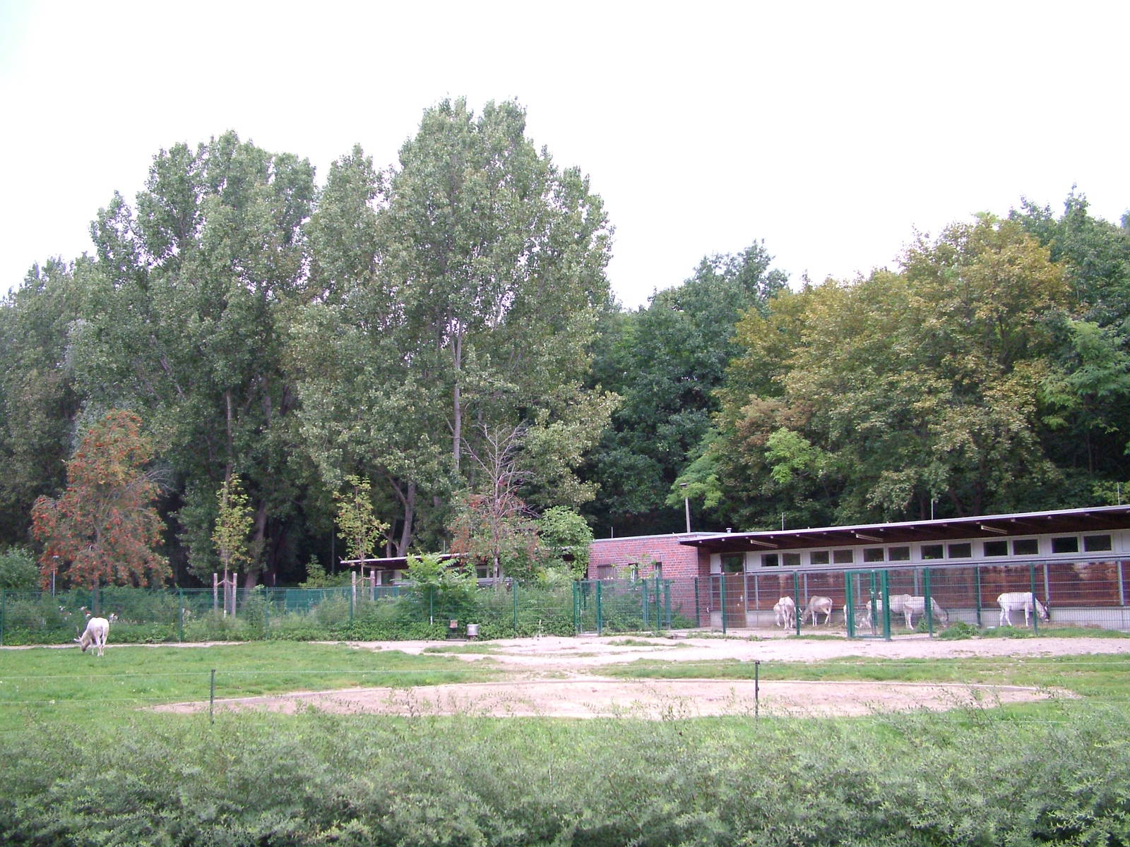 Addax Paddock at Tierpark Berlin, 30/08/11