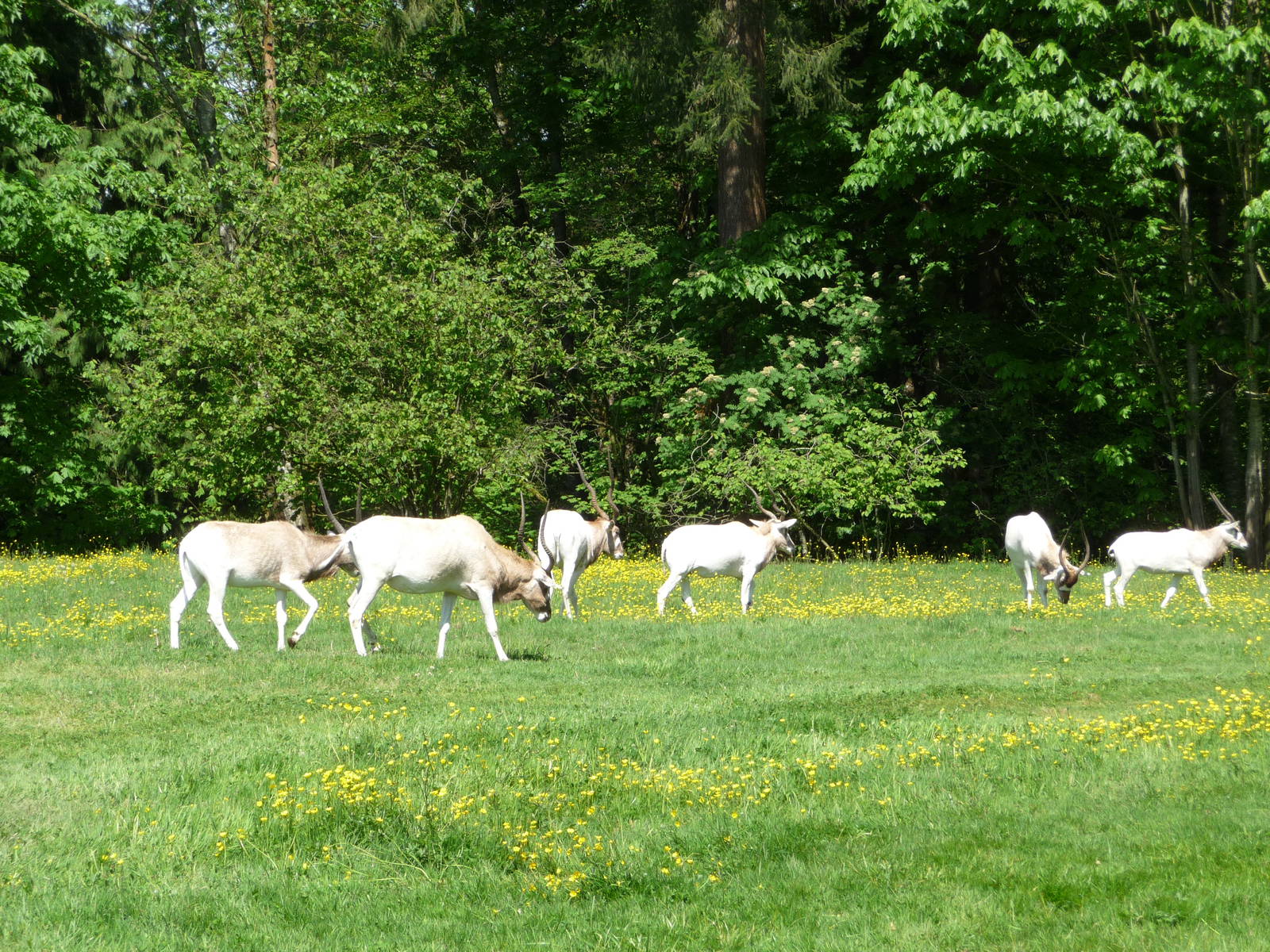 Addax Paddock