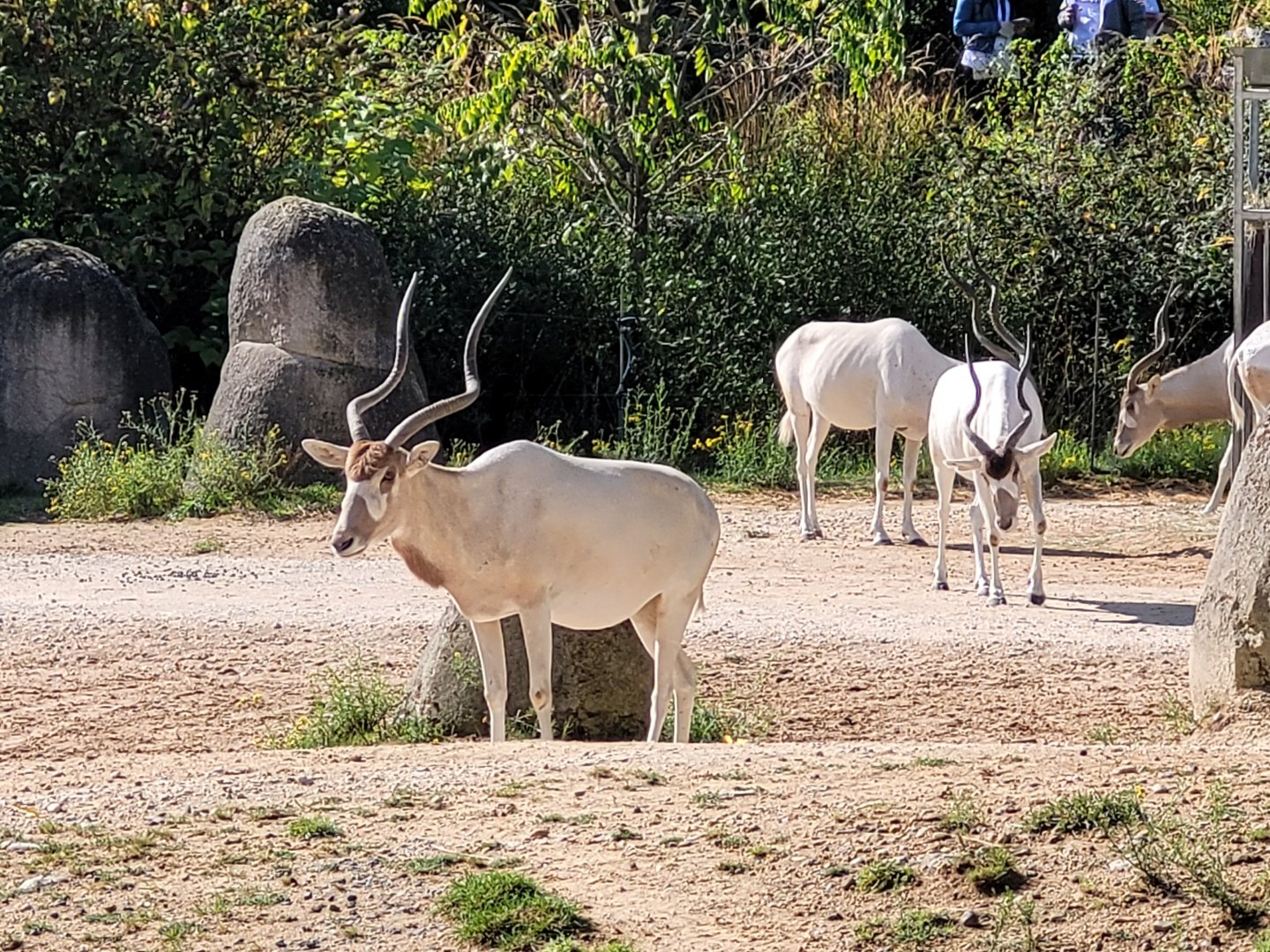 Addax -Parc Zoologique de Paris (2022)