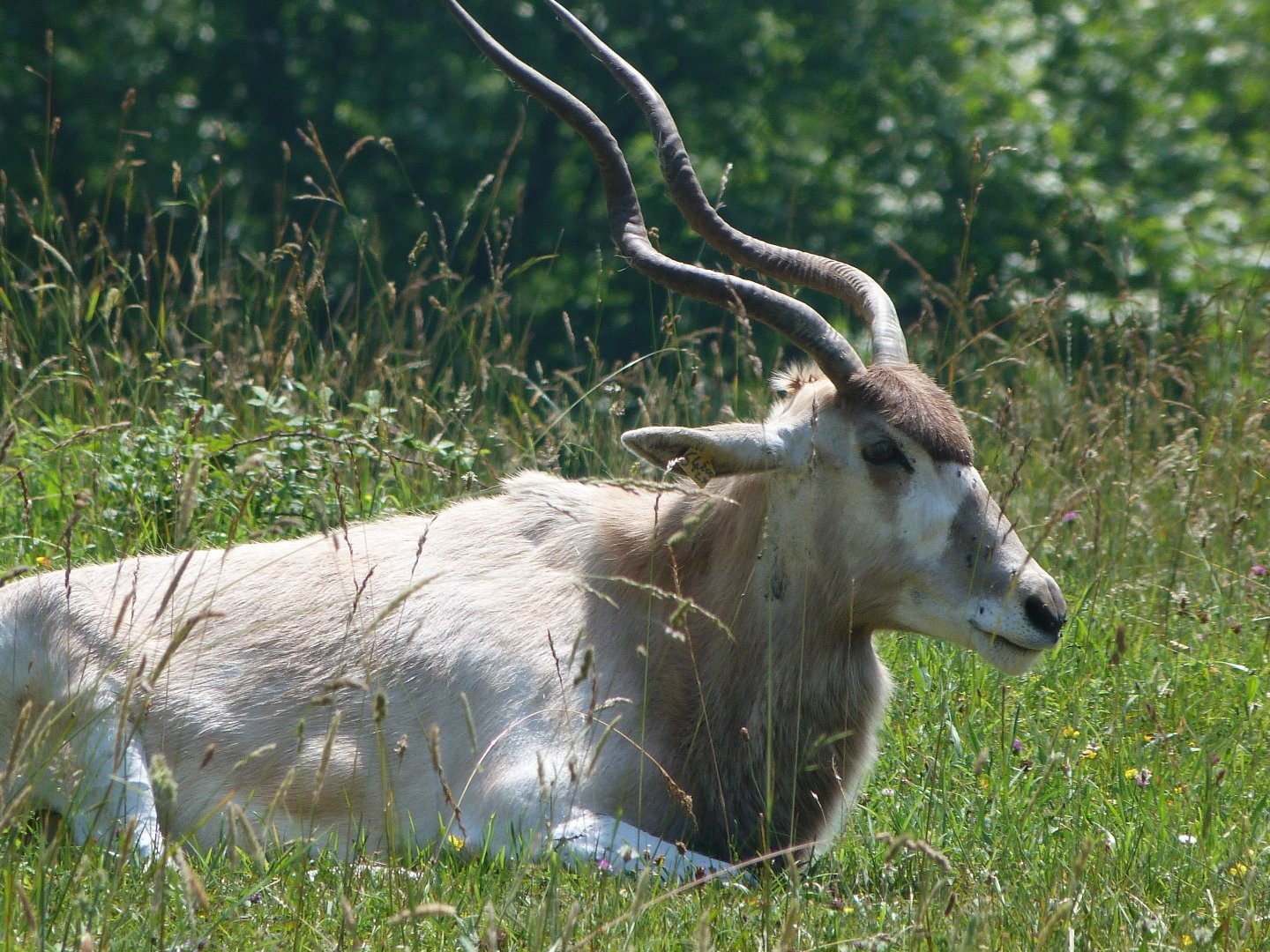 Addax -Parque de la Naturaleza de Cabárceno (2025)
