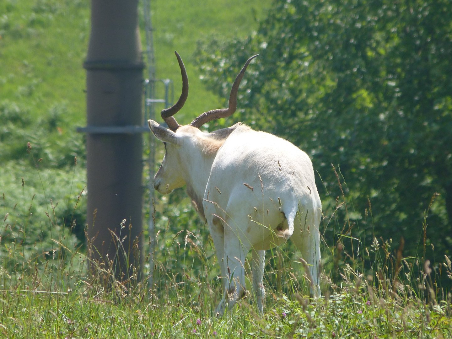 Addax -Parque de la Naturaleza de Cabárceno (2025)