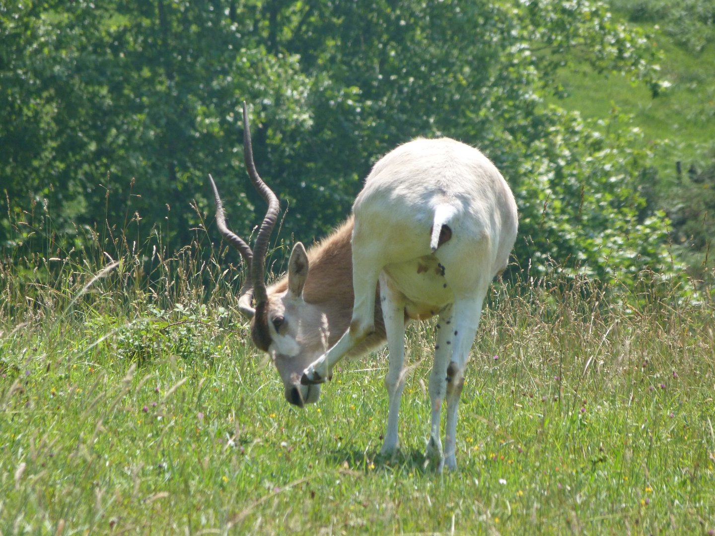 Addax -Parque de la Naturaleza de Cabárceno (2025)