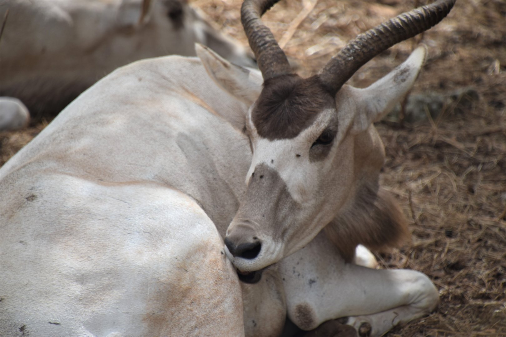 Addax portrait