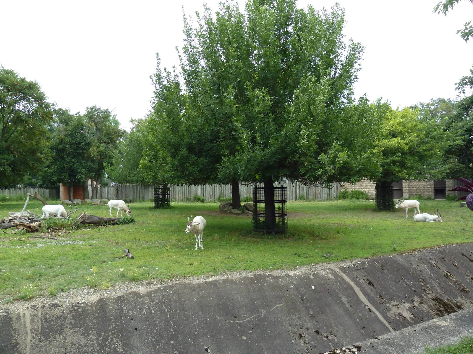 Addax/Roan Antelope Exhibit