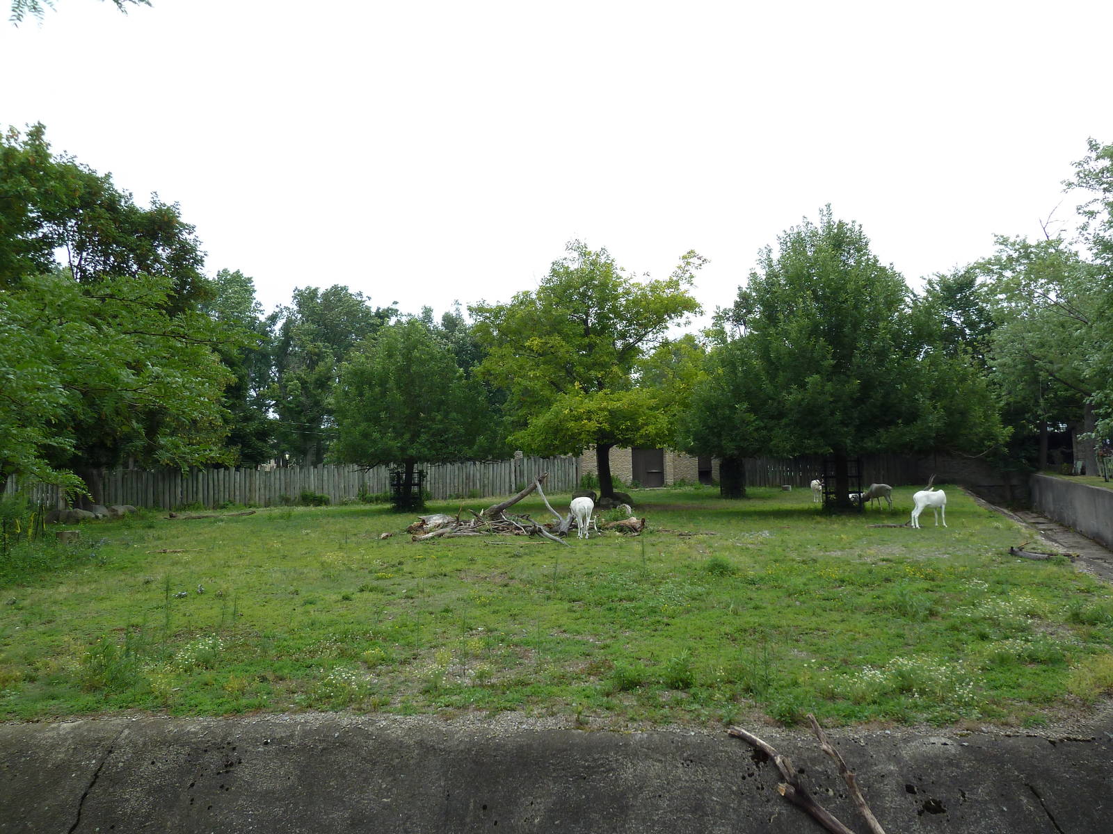 Addax/Roan Antelope Exhibit