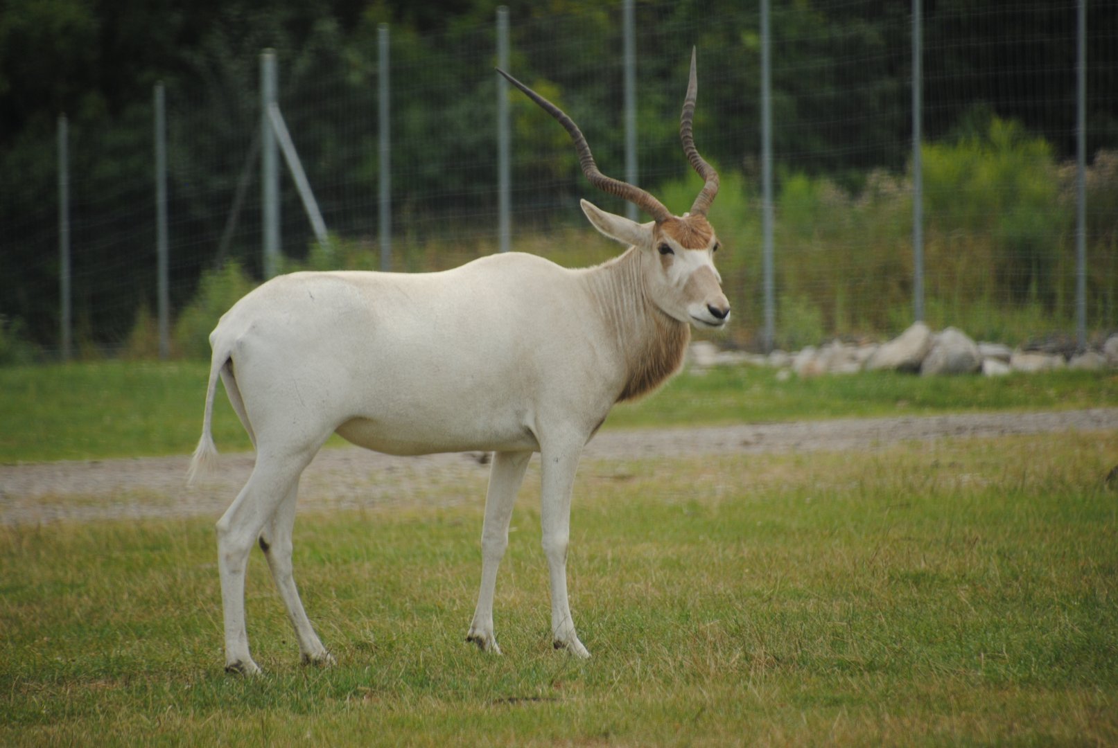 Addax (Rocky Ridge Veldt)