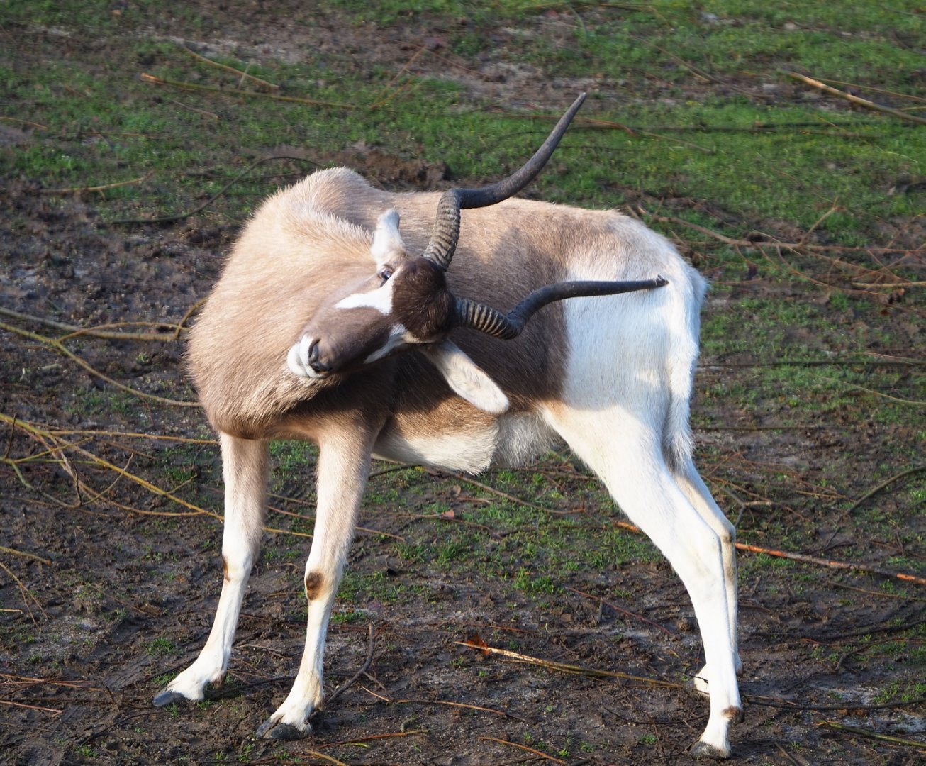 Addax scratching itself with horns (Addax nasomaculatus), 2019-12-28