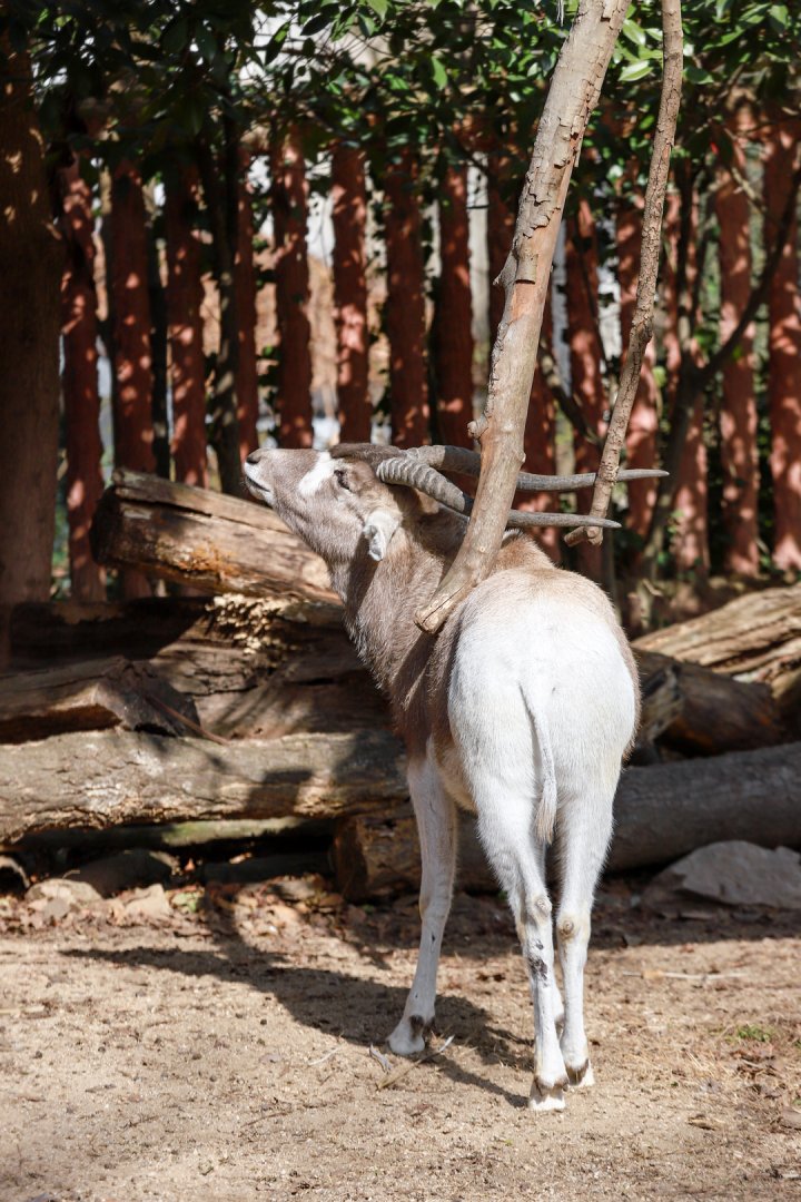 Addax scratching