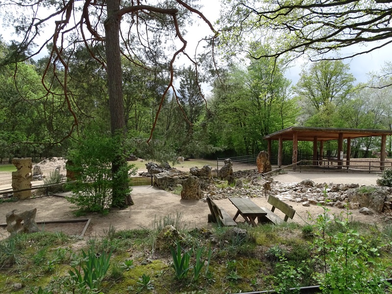 Addax / Somali wild ass viewing area