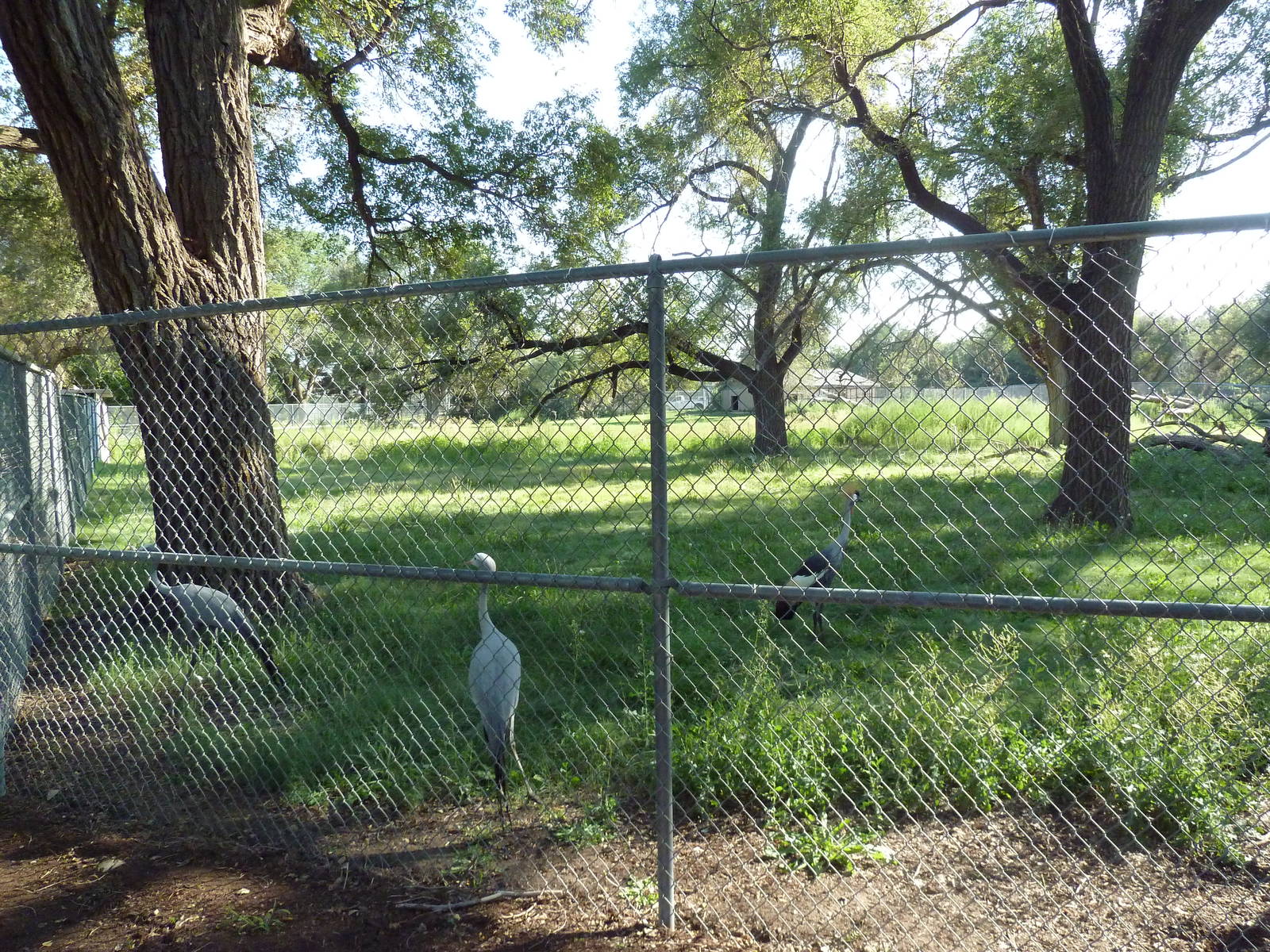 Addax/Stanley Crane/East African Crowned Crane Exhibit