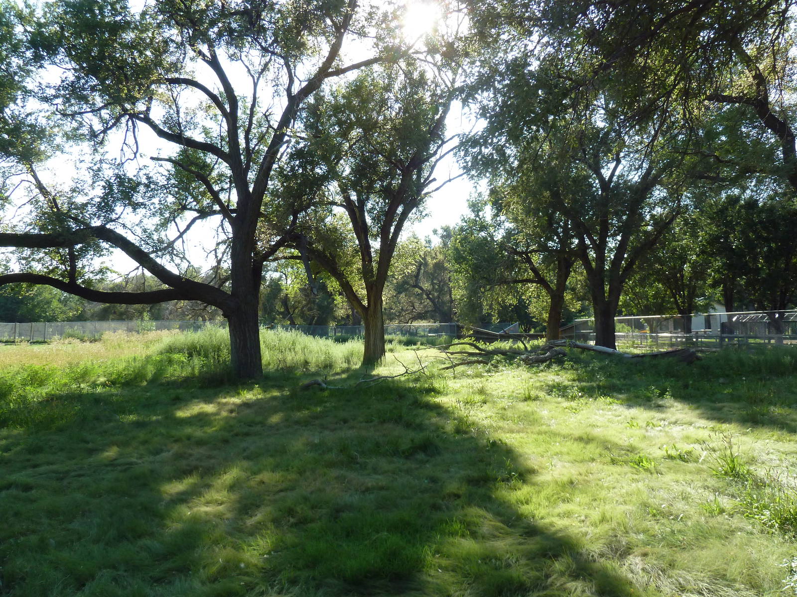 Addax/Stanley Crane/East African Crowned Crane Exhibit