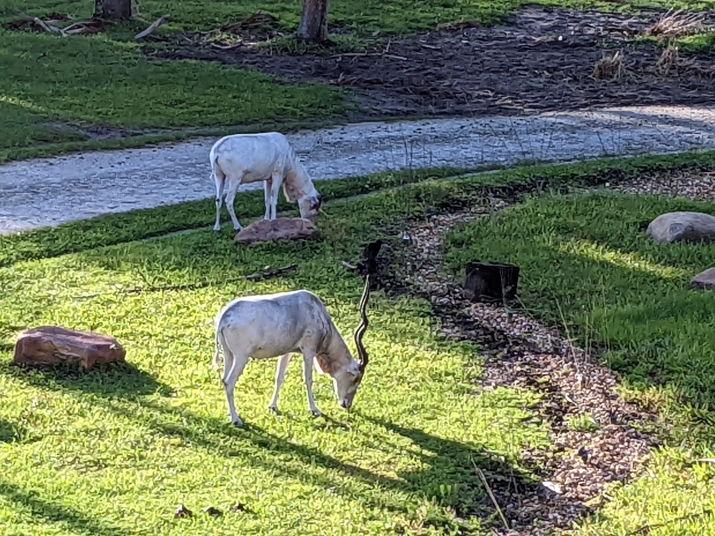Addax - Sunset savanna