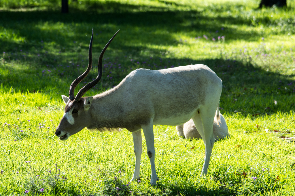 Addax - Taronga Western Plains Zoo visit April 2014