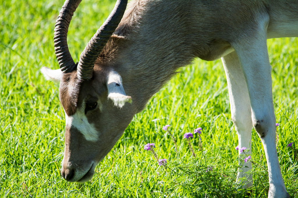 Addax - Taronga Western Plains Zoo visit April 2014