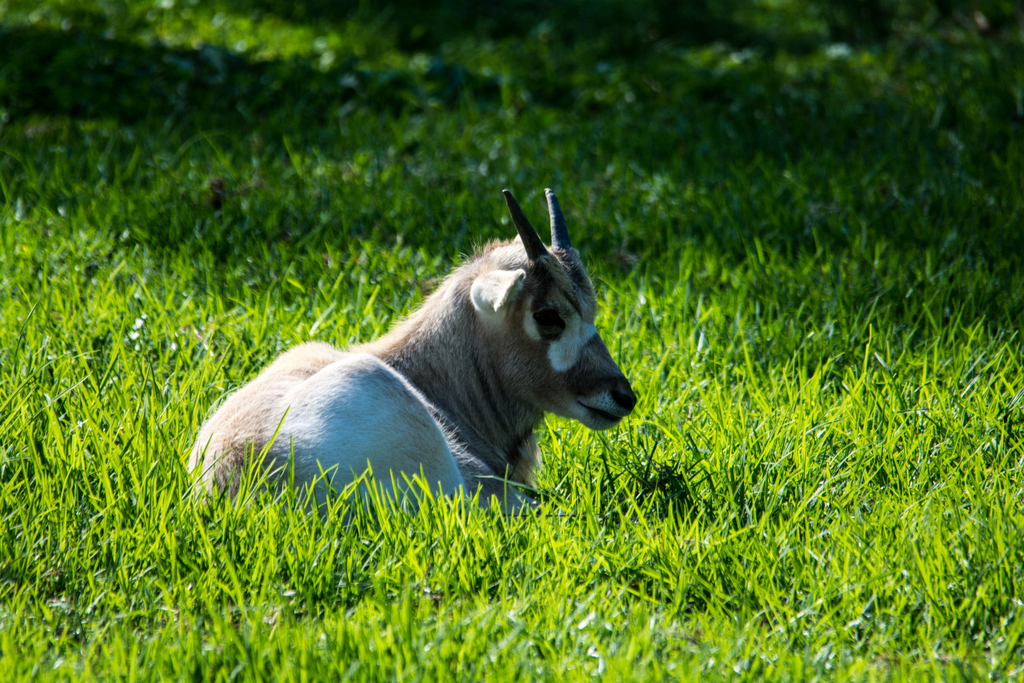 Addax - Taronga Western Plains Zoo visit April 2014