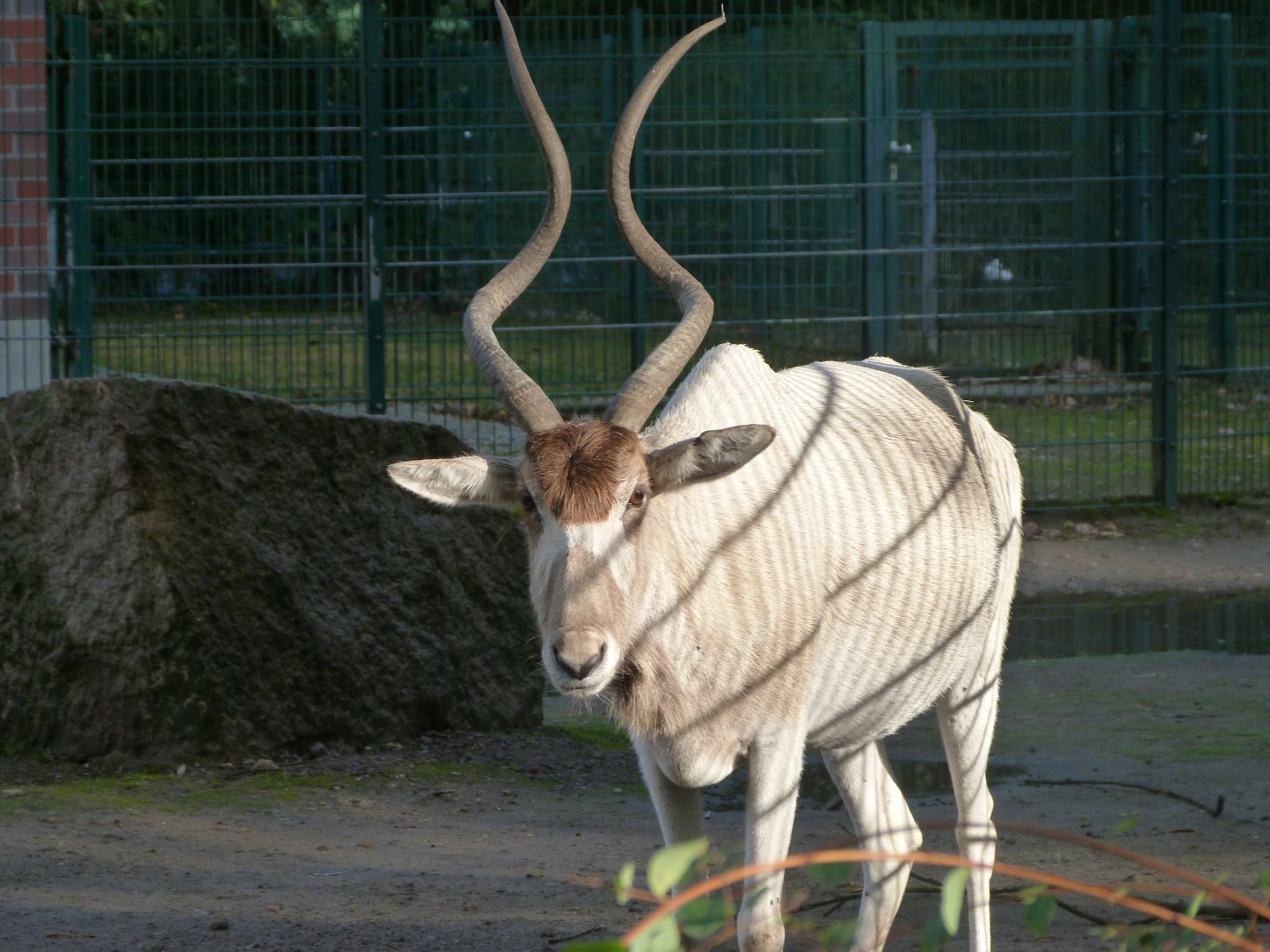 Addax -Tierpark Berlin (2024)