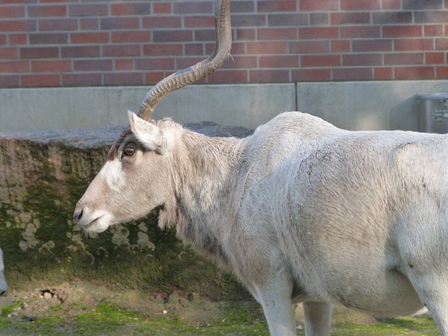 Addax -Tierpark Berlin (2024)