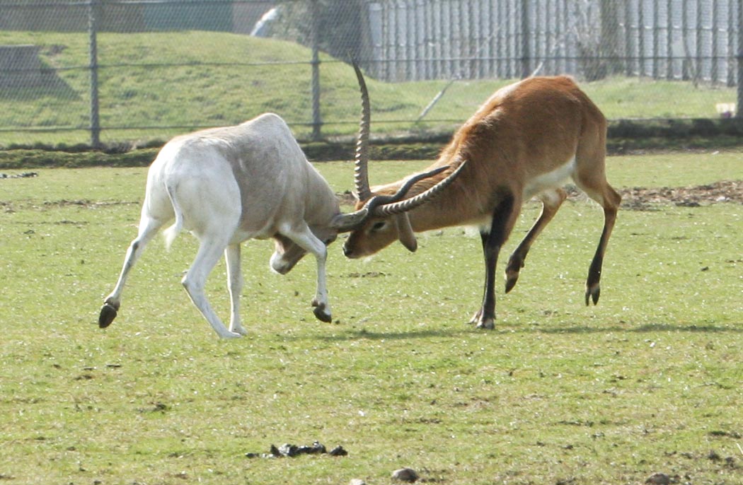 Addax v Lechwe