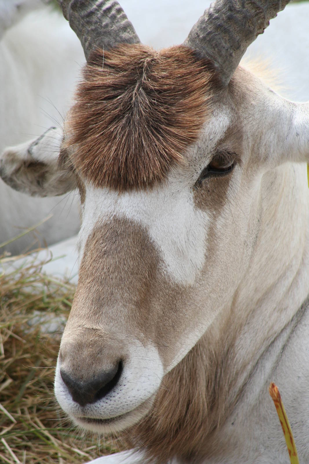 Addax @ West Midland Safari Park  15.07.2013