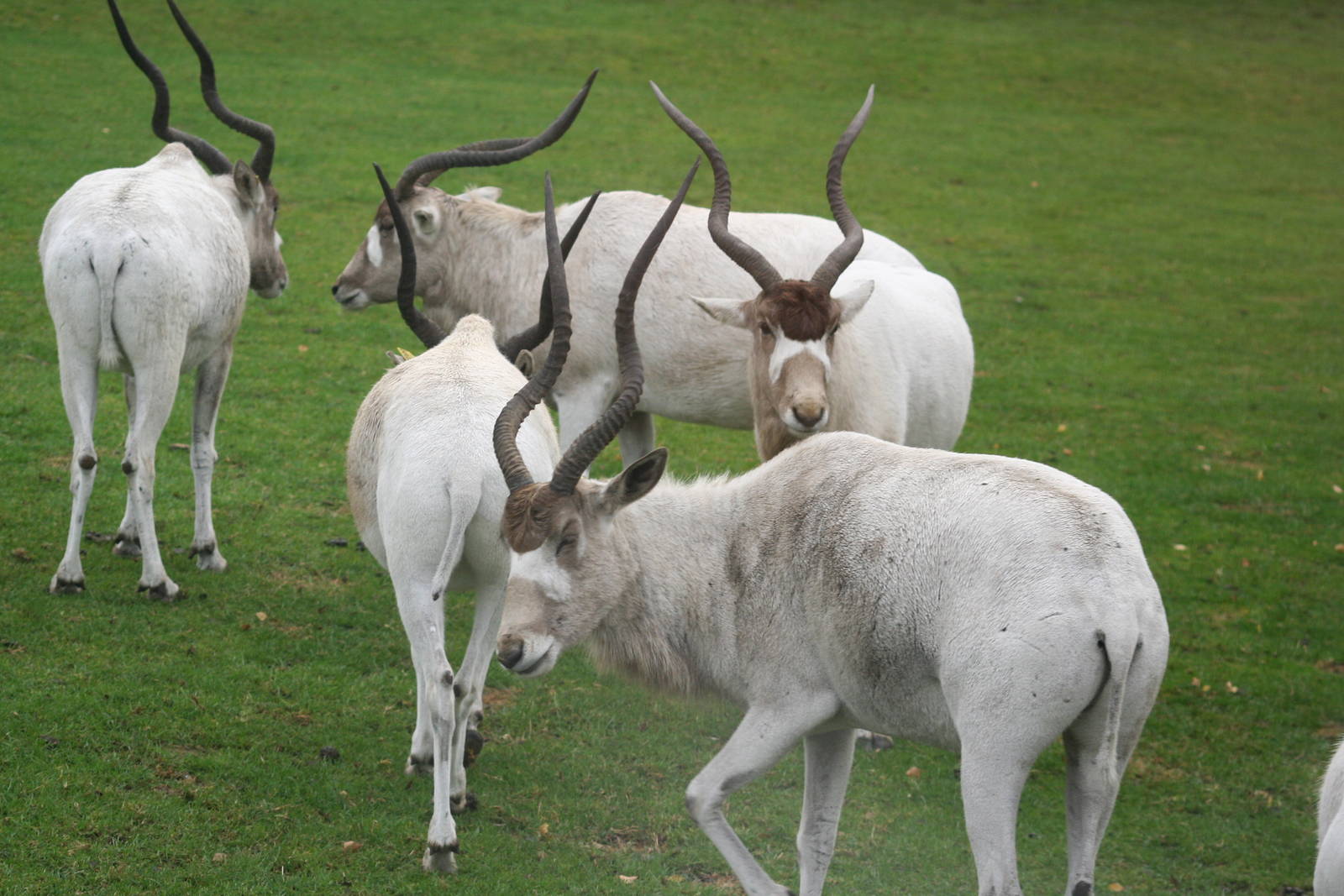 Addax - West midlands safari park 07