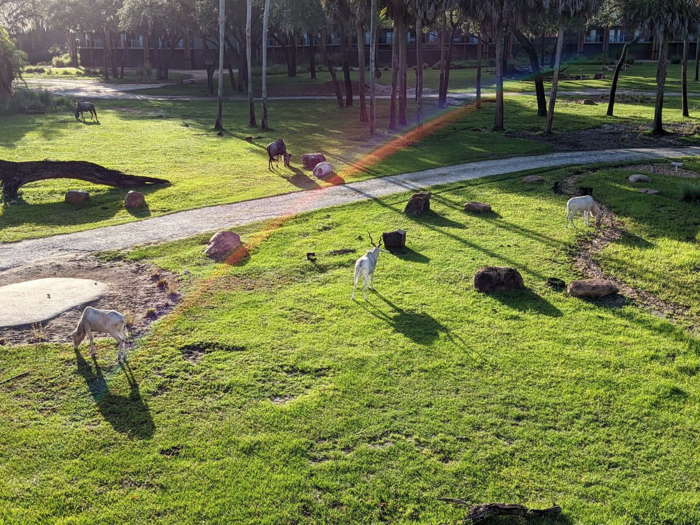 Addax, wildebeest, ostrich - Sunset savanna