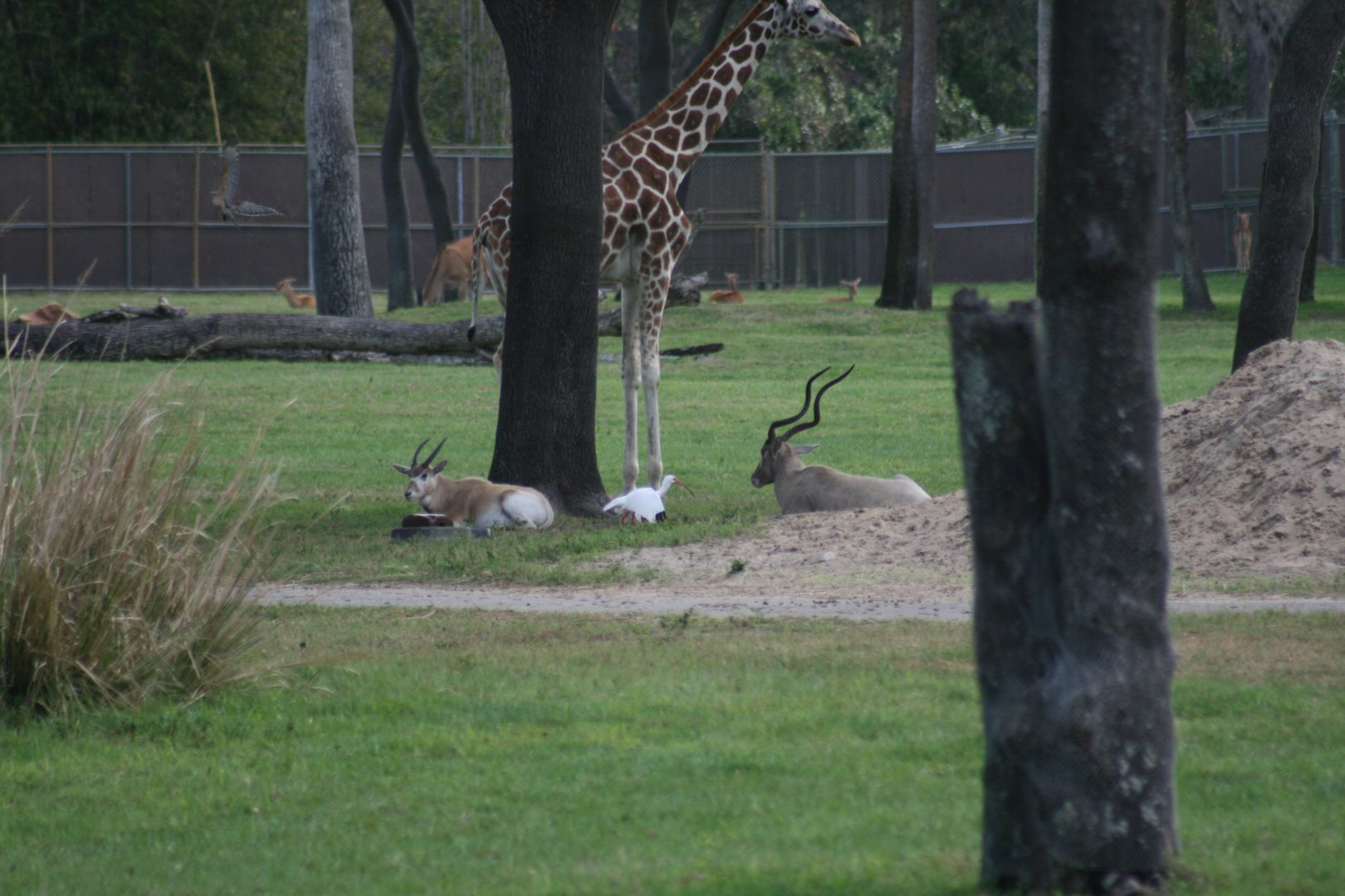 addax with calf, giraffe, Common Eland, Impala, Wild White Ibis, Wild Red Shouldered Hawk
