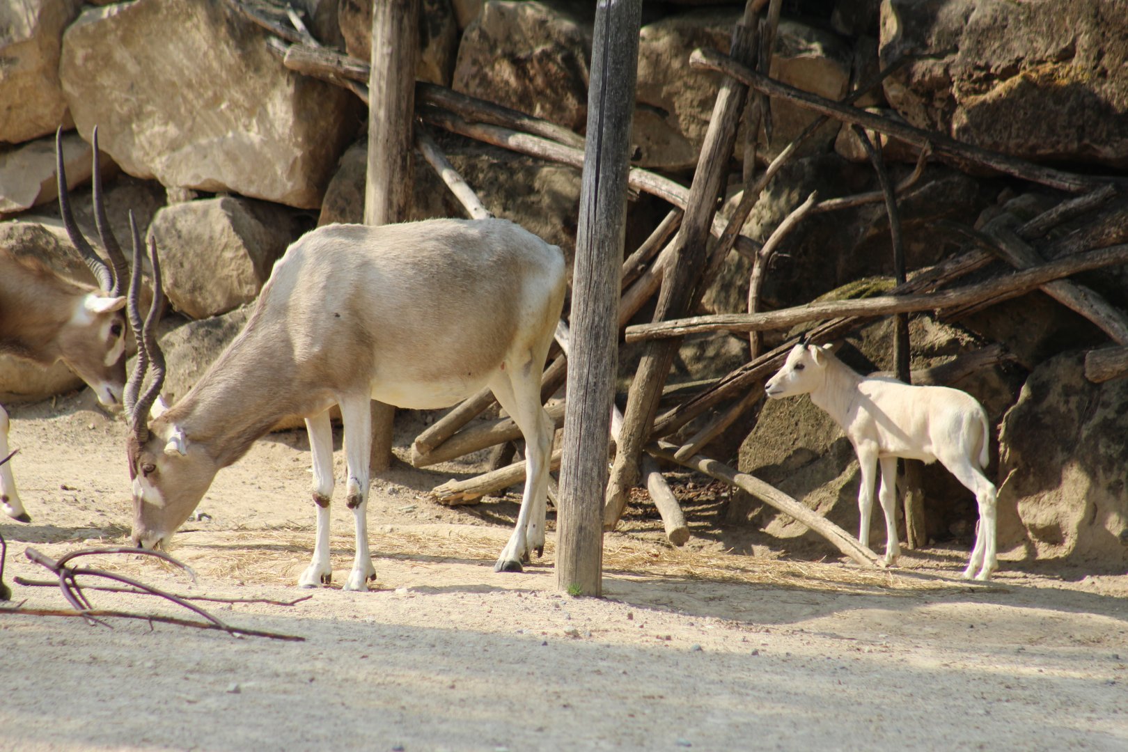 Addax With Calf