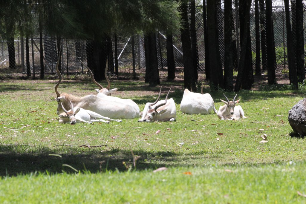 Addax with calves