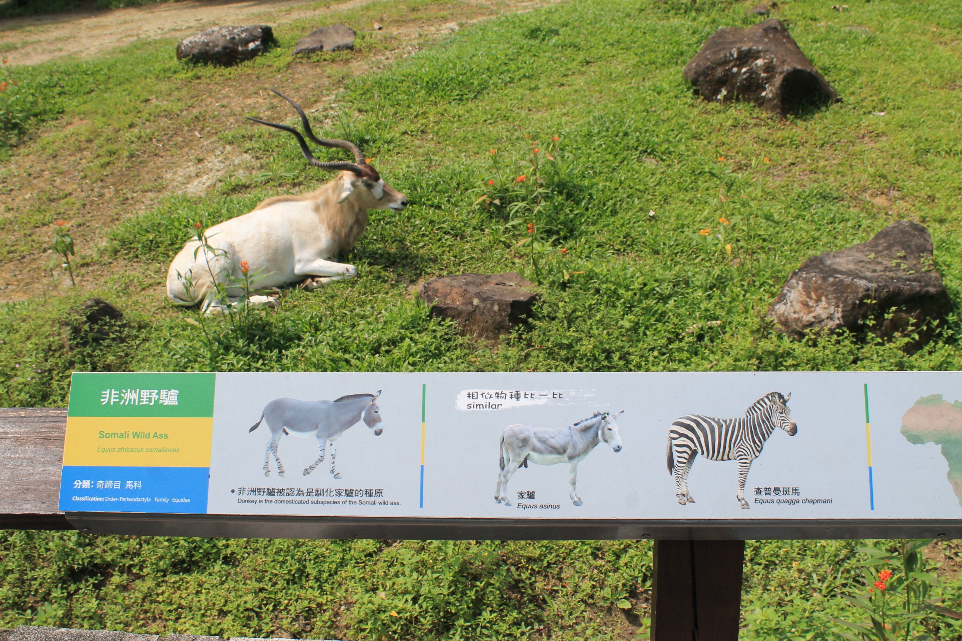 Addax with Somali Wild Ass signage