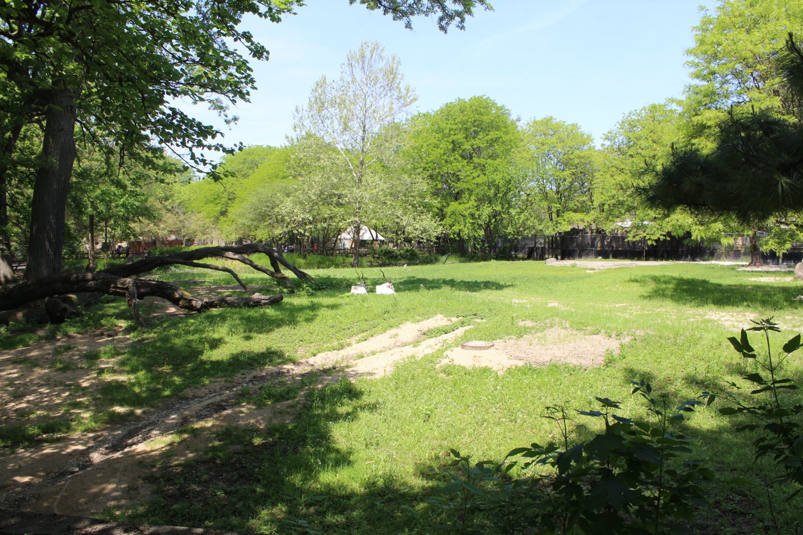 Addax Yard - Habitat Africa! The Savannah