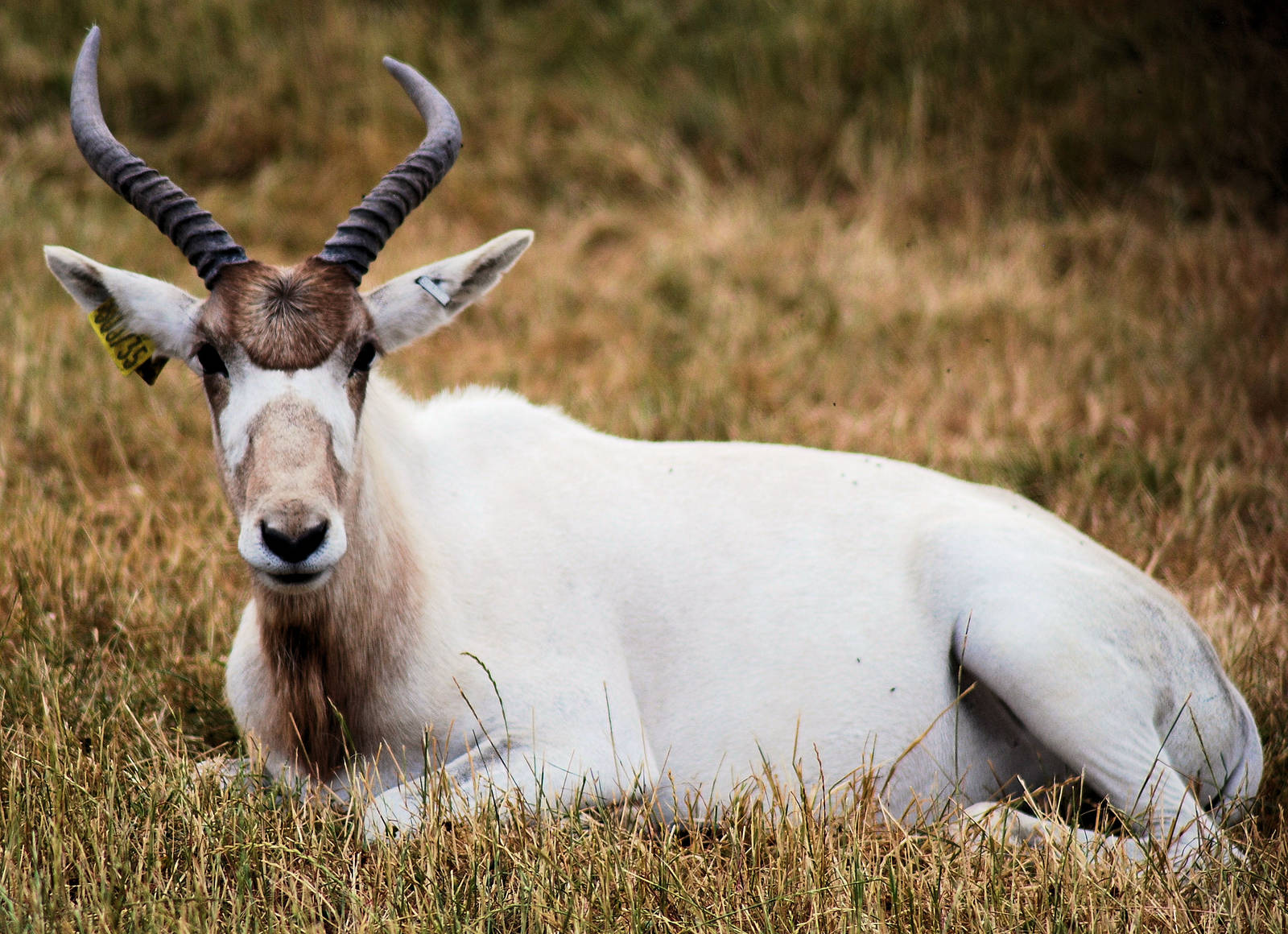 ADDAX