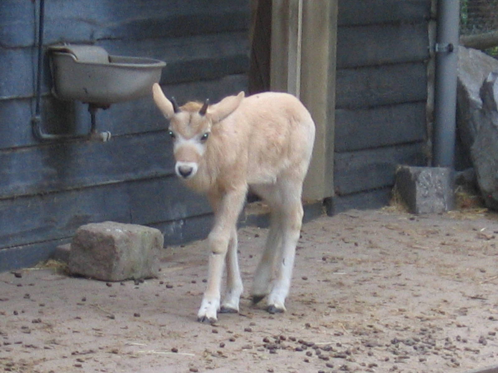 Addax