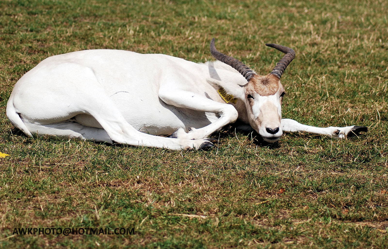 ADDAX