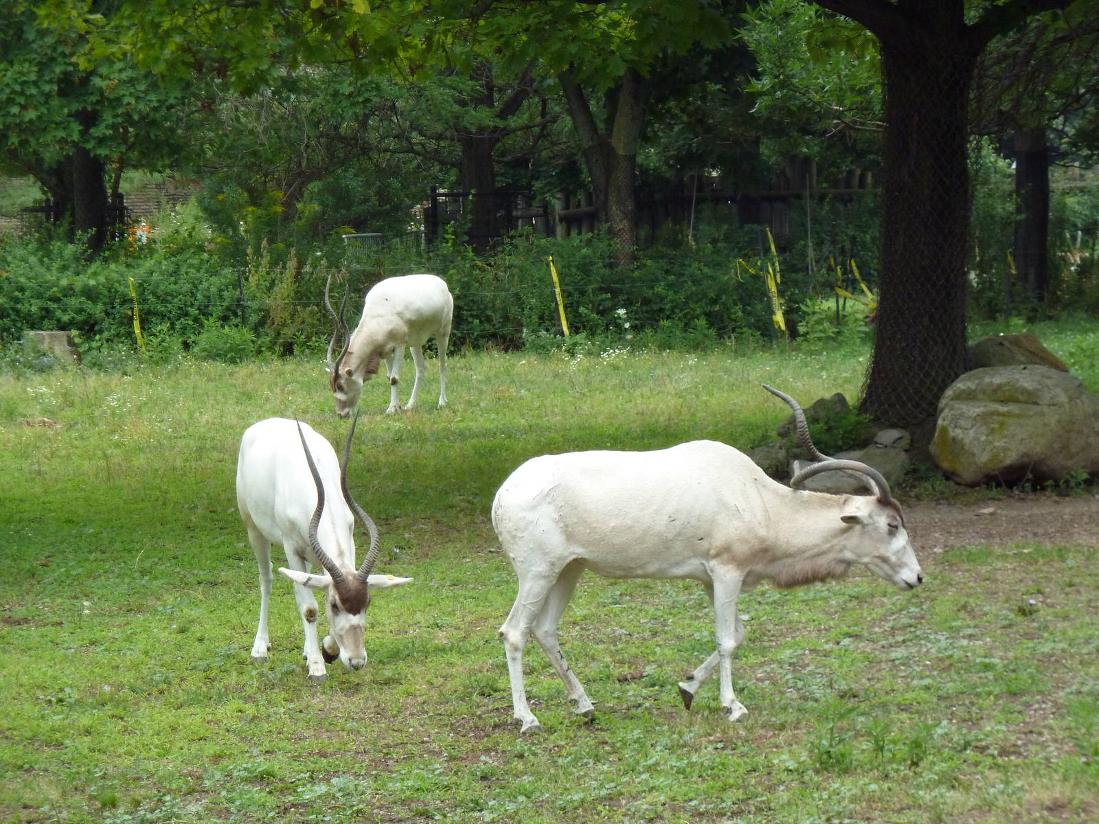 Addax